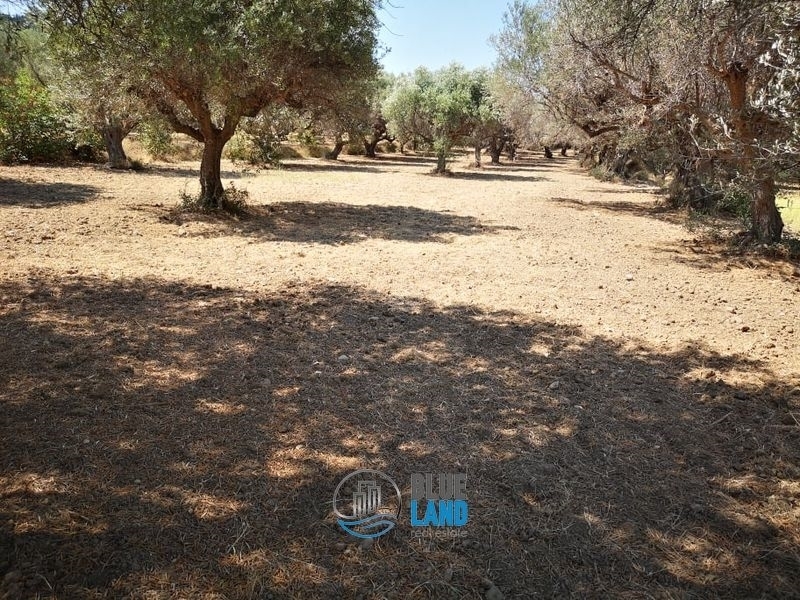 (For Sale) Land Plot || Achaia/Rio - 2.879 Sq.m, 90.000€ 