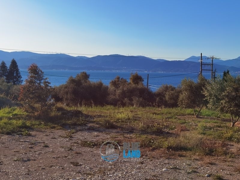 (For Sale) Commercial Plot || Achaia/Rio - 5.000 Sq.m, 400.000€ 