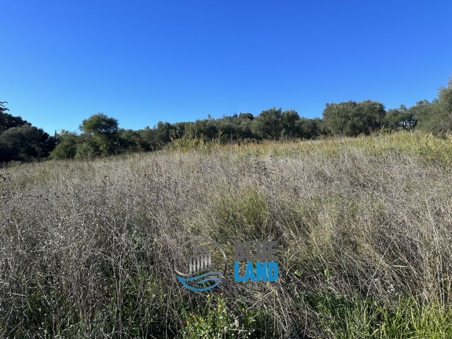 (For Sale) Land Agricultural Land  || Achaia/Olenia - 9.000 Sq.m, 60.000€ 