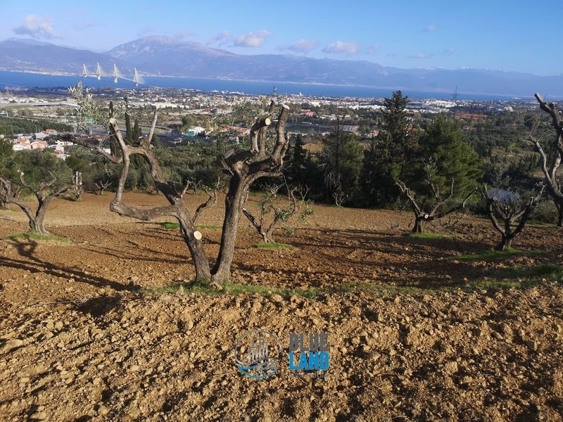 (For Sale) Land Agricultural Land  || Achaia/Patra - 4.500 Sq.m, 80.000€ 